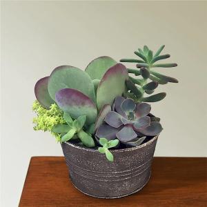 LUSH SUCCULENT GARDEN